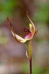 The Narrow-lip Spider Orchid is a terrestrial orchid with a narrow labellum or lip. The dorsal sepal is curved upwards, the lateral petals and sepals also curve upwards somewhat and are narrow and...