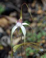 The Common White Spider Orchid is a spider orchid from Western Australian. The flower is white with very long drooping lateral petals and sepals. The dorsal petal is more upright, and the labellum or...