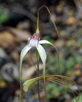 Caladenia longicauda