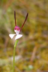 The Hare Orchid is an attractive small orchid with unusual petals like rabbit ears and is the only member of the Leptoceras genus. The small flowers are white with long narrow red lateral petals that...