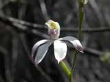 The Scented Caladenia is a white spider orchid that produces clusters of up to five flowers on each stem. The flowers have a musky scent. The lateral petals and sepals are of similar size and shape...