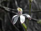 Caladenia moschata