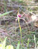 The Swamp Spider Orchid is an attractive red and green flowering spider orchid from marshy soils of Western Australia. Flower stems are up to 50 cm tall. The dorsal sepal arches over the labellum...