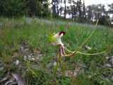 The Eastern Mantis Orchid is a spider orchid with narrow drooping lateral sepals and petals with long thin tips. the petals and sepals are greenish with red stripes down the centre. The dorsal sepal...