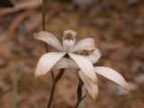 Caladenia ustulata or Brown Caps is a white flowering spider orchid from New South Wales and ACT. It produces a cluster of up to five flowers on a stem. The labellum or lip is three lobed with...