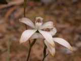 Caladenia ustulata