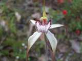 The Large White Spider Orchid is a medium sized white or pale pink flowering terrestrial orchid with reddish purple markings in the centre of the flower. The lateral sepals and petals are white or...