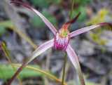 The Caladenia versicolor is a ground orchid with white or pink flowers. The lateral sepals and petals are typical spider flower shape being long an thin tapering to a trailing brownish tails. The...
