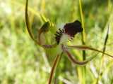The Hairy Spider Orchid is a terrestrial orchid from Victoria. The petals and sepals are yellowish with red stripe along the length. The dorsal sepal is held upright. The labellum or lip is pale with...