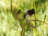 Caladenia villosissima