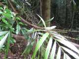 Lawyer vine is a climbing palm with slender spiny stems. The leaves are pinnate and up to 50 cm long, with up to a dozen leaflets. It has long tendrils with sharp curved hooks extending from opposite...