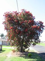 Callistemon viminalis