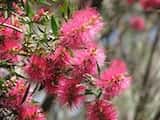 Callistemon 'Eureka'