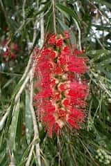 Callistemon viminalis 'Hannah Ray'