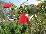 Callistemon 'Harkness'