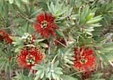 Callistemon 'Little John'