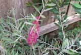 Callistemon 'Mauve Mist'