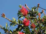 Callistemon citrinus 'Splendens'