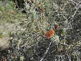 Callistemon brachyandrus