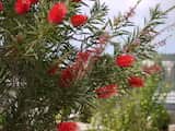 Callistemon citrinus