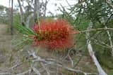 Callistemon linearis