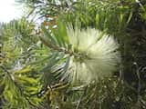 Callistemon pachyphyllus