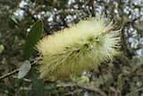 Callistemon pallidus