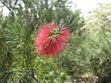 Callistemon pinifolius