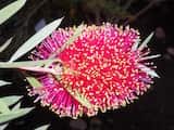 Callistemon rugulosus