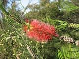 Callistemon teretifolius