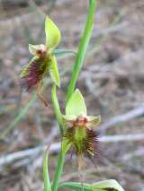 The Red Beard Orchid is a perennial terrestrial orchid. It produces clusters of up to nine flowers about 25mm across in spring and early summer from October to December. The labellum has purple warts...