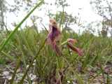 The Purple Beard Orchid is a perennial terrestrial orchid. It produces clusters of greenish purple flowers. The labellum or lip has purple warts at the base, and the centre has long purple hairs. The...