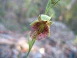 Note: check if this is same species as Calochilus platychilus. Calochilus robertsonii is a purple flowering bearded orchid. The labellum or lip has long purple hairs and dark purple warts at the...