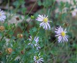 Calotis cuneifolia