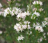 Calytrix sullivanii