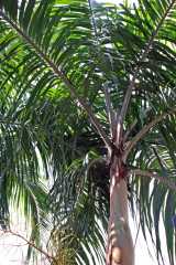 The Carpentaria Palm is a tall elegant solitary feather-leaved palm that grows to about twenty metres tall. The trunk is grey with rings that are fairly widely spaced.. It has a crown of up to a...
