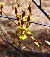 The Antelope Orchid is an epiphytic Tea Tree orchid. It grows on paperbark trees (tea trees) and also grows on other rough barked trees. The flowers are yellow with darker brownish stripes, with long...
