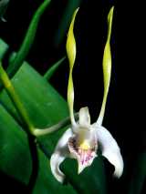 The Green Antelope Orchid is an epiphytic orchid. The flowers are produced in clusters of up to fifteen and are about 50mm across. The long petals are greenish towards the tips and have a slight...