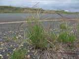 Windmill Grass is an annual or perennial, tufted grass, up to 40 cm tall, with flattened stems and coarse, straight, flat to folded leaves up to 15 cm long and 5 mm wide. Windmill-like flower-head of...