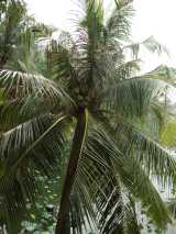The Coconut Palm is a smooth-trunked self-cleaning palm that grows to about thirty metres tall. The trunk is often leaning at an angle and enlarged at the base. The pinnate fronds grow to four or...