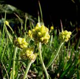 Cotton Head is a perennial clumping herbaceous plant with clusters of yellow flowers in spring.