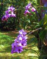 The Cooktown Orchid is the floral emblem of Queensland and one of the most ornamental of Australian orchids. It is an epiphyte growing on trunks and branches of trees. The flower clusters have up to...