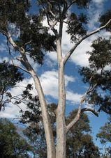 Corymbia maculata