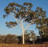 Corymbia aparrerinja