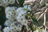 Corymbia gummifera