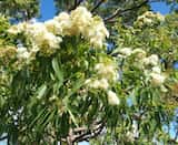 Corymbia intermedia