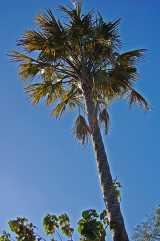 Gebang Palm is a fan palm growing up to twenty metres tall. The large fan shaped fronds grow to six metres long, and divided into up to a hundred grey green segments. Old frond sheaths remain on the...