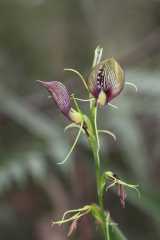 The Bonnet Orchid is a terrestrial orchid with prominent hood or bonnet. The labellum forms the hood and is pale with reddish maroon lines along the veins becoming more solid towards stem end. The...