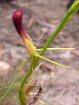 The Leafless Tongue-orchid as its name suggests is a leafless terrestrial orchid from eastern Australia. The plant usually produces five to ten flowers in summer from November to February. The...