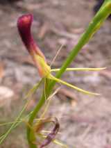 Cryptostylis hunteriana